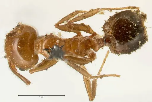 Crematogaster ransonneti specimen FOCOL1450 image focol1450_1