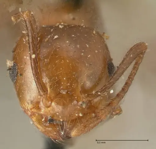 Crematogaster ransonneti specimen FOCOL1450 image focol1450_2