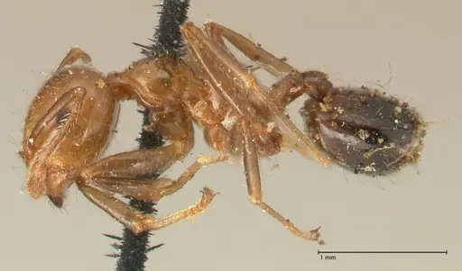 Crematogaster ransonneti specimen FOCOL1450 image focol1450_3