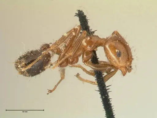Crematogaster ransonneti specimen FOCOL1450 image focol1450_4