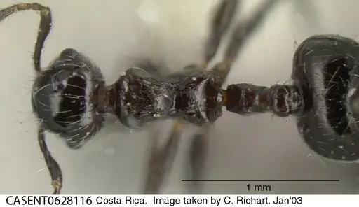 Crematogaster raptor specimen CASENT0628116 image casent0628116_1