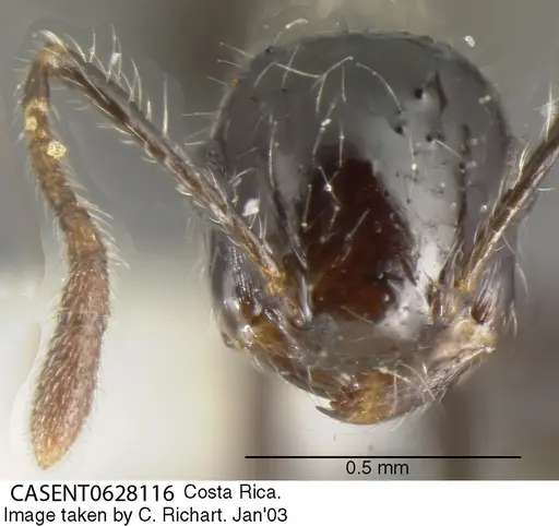 Crematogaster raptor specimen CASENT0628116 image casent0628116_2