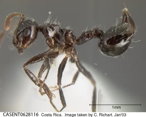 Crematogaster raptor specimen CASENT0628116 image casent0628116_3