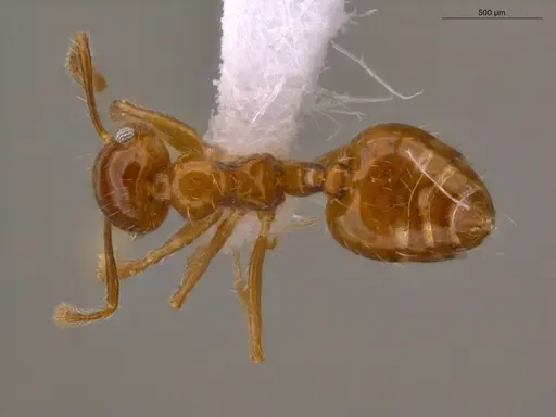 Crematogaster raptor specimen ECOFOG-CSG15-0223-04 image ecofog-csg15-0223-04_1