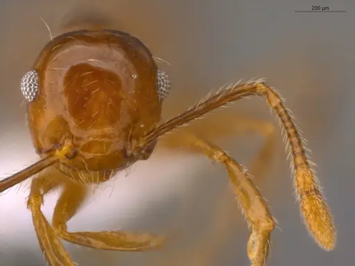 Crematogaster raptor specimen ECOFOG-CSG15-0223-04 image ecofog-csg15-0223-04_2