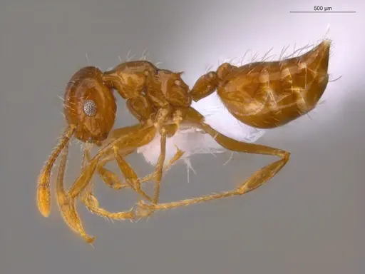 Crematogaster raptor specimen ECOFOG-CSG15-0223-04 image ecofog-csg15-0223-04_3
