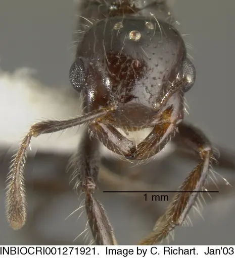Crematogaster raptor specimen INBIOCRI001271921 image inbiocri001271921_1