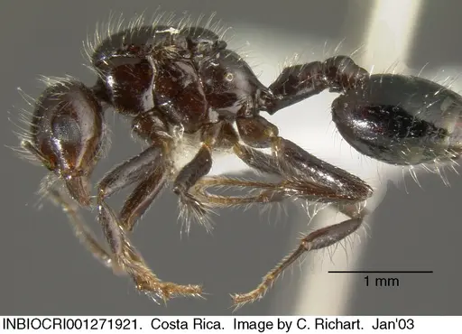 Crematogaster raptor specimen INBIOCRI001271921 image inbiocri001271921_2