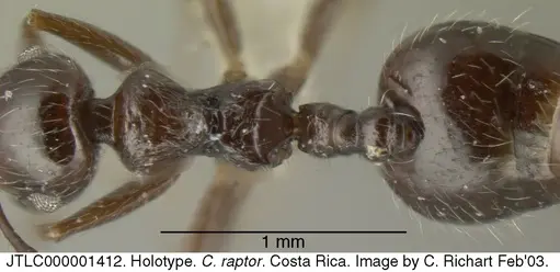 Crematogaster raptor specimen JTLC000001412 image jtlc000001412_1
