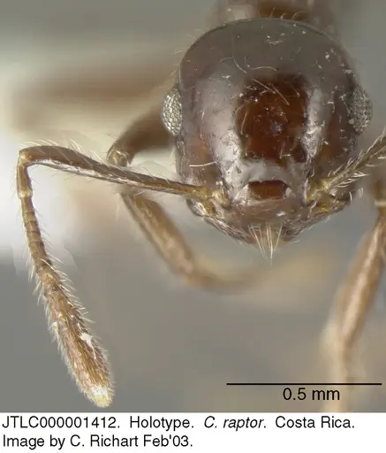 Crematogaster raptor specimen JTLC000001412 image jtlc000001412_2