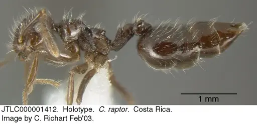 Crematogaster raptor specimen JTLC000001412 image jtlc000001412_3