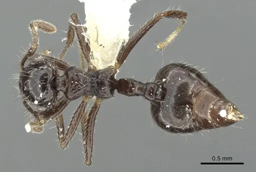 Crematogaster raptor specimen JTLC000001413 image jtlc000001413_1