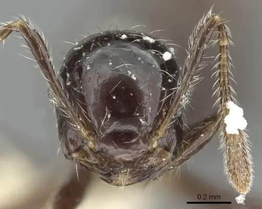 Crematogaster raptor specimen JTLC000001413 image jtlc000001413_2