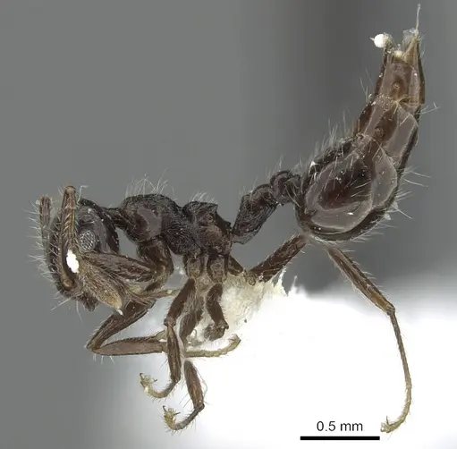 Crematogaster raptor specimen JTLC000001413 image jtlc000001413_3