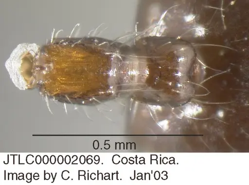 Crematogaster raptor specimen JTLC000002069 image jtlc000002069_1