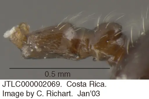Crematogaster raptor specimen JTLC000002069 image jtlc000002069_2