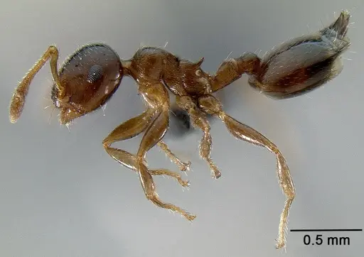 Crematogaster rasoherinae specimen CASENT0068950 image casent0068950_1