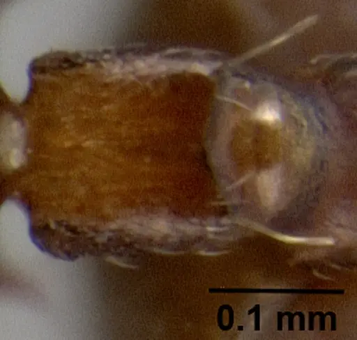 Crematogaster rasoherinae specimen CASENT0070841 image casent0070841_1