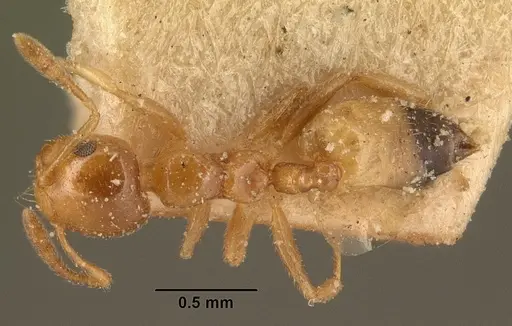 Crematogaster rasoherinae specimen CASENT0101159 image casent0101159_1