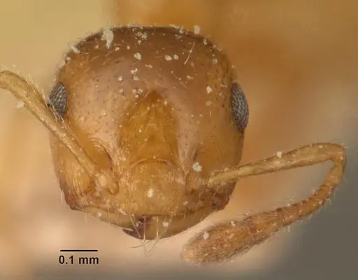 Crematogaster rasoherinae specimen CASENT0101159 image casent0101159_2