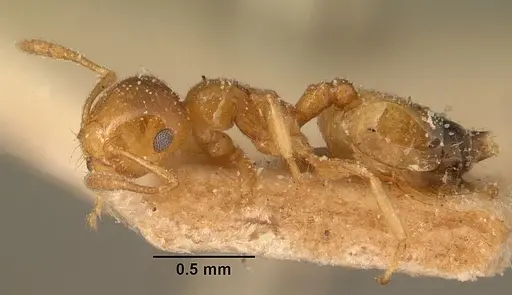 Crematogaster rasoherinae specimen CASENT0101159 image casent0101159_3