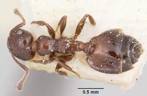 Crematogaster rasoherinae specimen CASENT0101613 image casent0101613_1