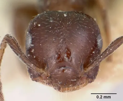 Crematogaster rasoherinae specimen CASENT0101613 image casent0101613_2