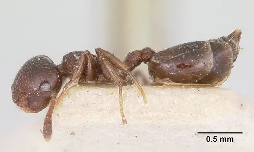 Crematogaster rasoherinae specimen CASENT0101613 image casent0101613_3