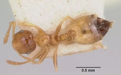 Crematogaster rasoherinae specimen CASENT0101615 image casent0101615_1