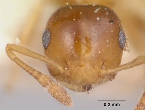 Crematogaster rasoherinae specimen CASENT0101615 image casent0101615_2