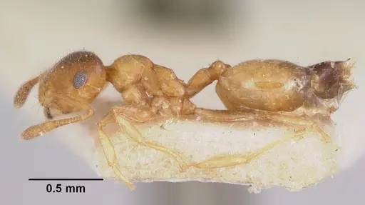 Crematogaster rasoherinae specimen CASENT0101615 image casent0101615_3