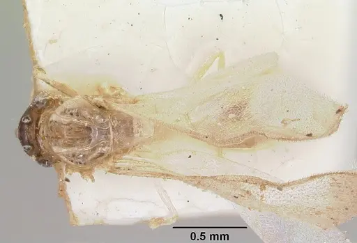Crematogaster rasoherinae specimen CASENT0101617 image casent0101617_1