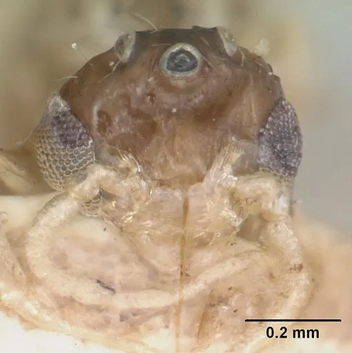 Crematogaster rasoherinae specimen CASENT0101617 image casent0101617_2