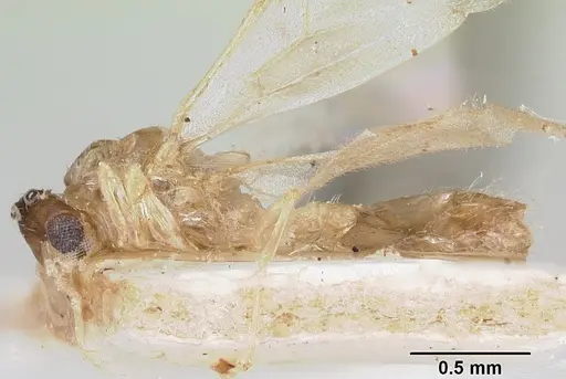 Crematogaster rasoherinae specimen CASENT0101617 image casent0101617_3