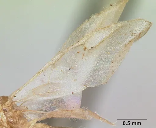 Crematogaster rasoherinae specimen CASENT0101617 image casent0101617_4