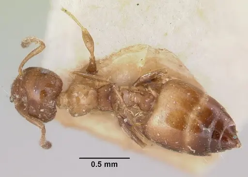 Crematogaster rasoherinae specimen CASENT0101750 image casent0101750_1
