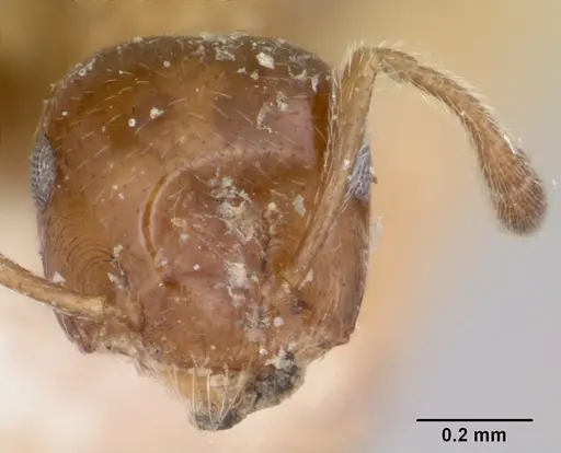 Crematogaster rasoherinae specimen CASENT0101750 image casent0101750_2