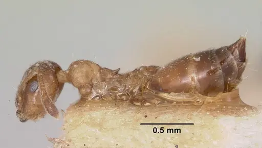 Crematogaster rasoherinae specimen CASENT0101750 image casent0101750_3