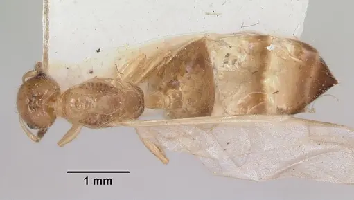 Crematogaster rasoherinae specimen CASENT0101785 image casent0101785_1