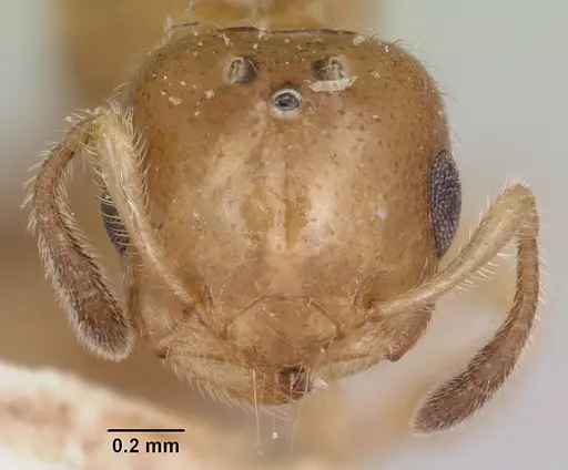 Crematogaster rasoherinae specimen CASENT0101785 image casent0101785_2