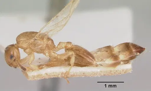 Crematogaster rasoherinae specimen CASENT0101785 image casent0101785_3