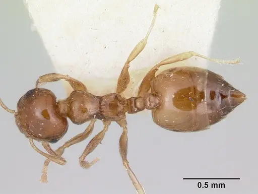 Crematogaster rasoherinae specimen CASENT0101836 image casent0101836_1