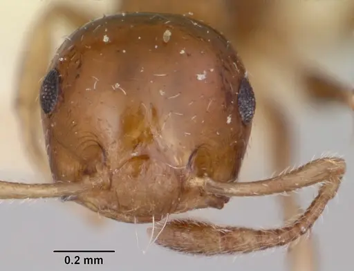 Crematogaster rasoherinae specimen CASENT0101836 image casent0101836_2
