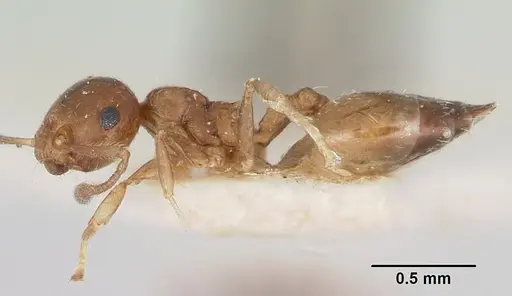 Crematogaster rasoherinae specimen CASENT0101836 image casent0101836_3