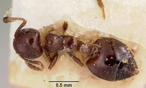 Crematogaster rasoherinae specimen CASENT0101845 image casent0101845_1