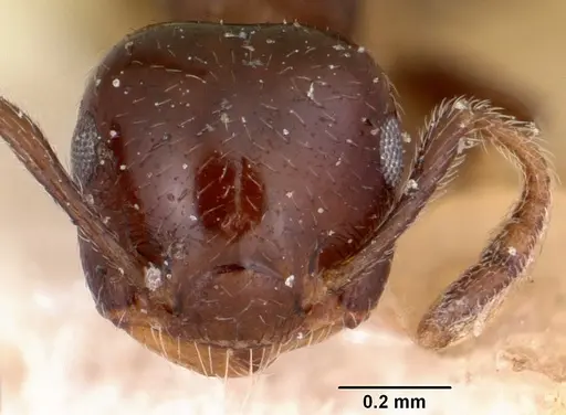 Crematogaster rasoherinae specimen CASENT0101845 image casent0101845_2