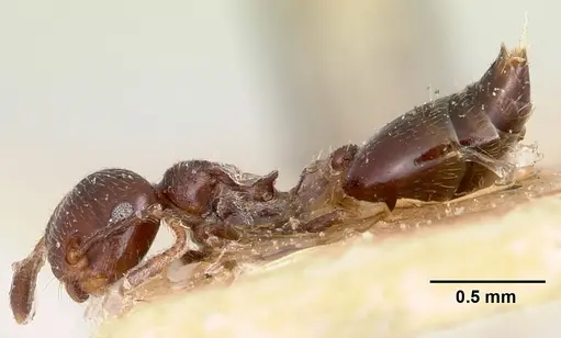 Crematogaster rasoherinae specimen CASENT0101845 image casent0101845_3