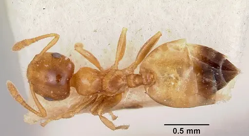 Crematogaster rasoherinae specimen CASENT0101852 image casent0101852_1