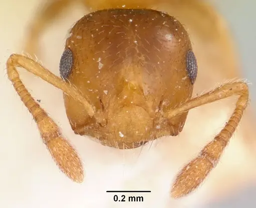 Crematogaster rasoherinae specimen CASENT0101852 image casent0101852_2