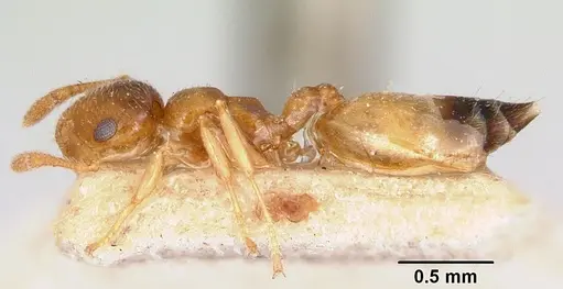 Crematogaster rasoherinae specimen CASENT0101852 image casent0101852_3